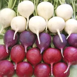 Редис Весенний триколор, смесь семян