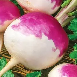 Репа Миланская розовая