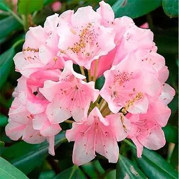 Рододендрон Перси Вайзмен