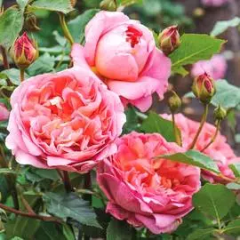 Бегония Дабл, микс