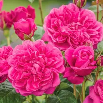 Роза английская Джеймс Л. Остин