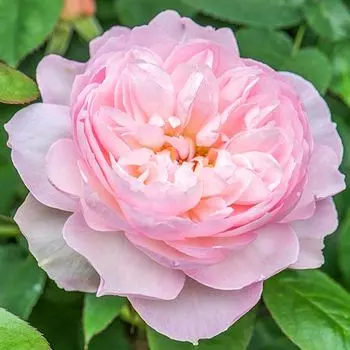 Роза английская Джентл Гермионе