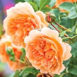 Тигридия, микс