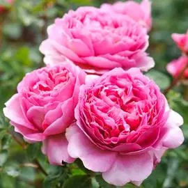 Роза английская Принцесса Александра оф Кент