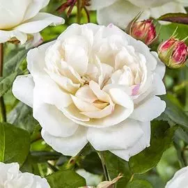 Суперпредложение! Комплект лилий Хот Шоколад из 6-ти луковиц