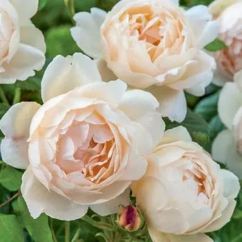 Роза английская Воллертон Олд Холл