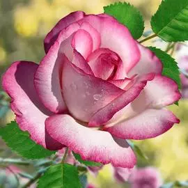 Роза чайно-гибридная Атлас