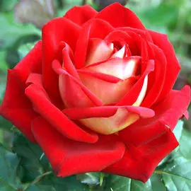 Виноград Супер экстра