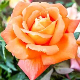 Роза флорибунда Леонардо да Винчи