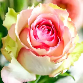 Роза чайно-гибридная Дансинг Квин