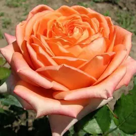 Груша колоновидная Медовая