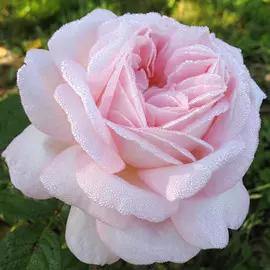 Астра карликовая Гном, смесь окрасок Престиж