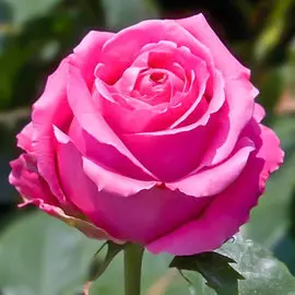 Роза чайно-гибридная Королева красоты