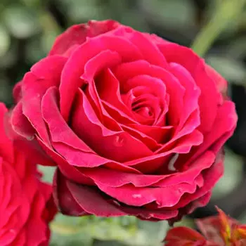 Роза чайно-гибридная Магия Нера