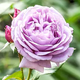 Роза чайно-гибридная Новалис