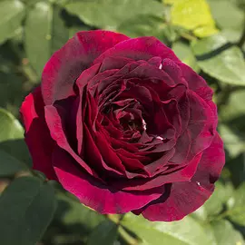 Аспарагус перистый Престиж