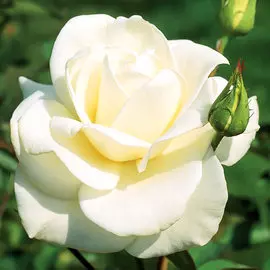 Суперпредложение! Комплект роз чайно-гибридных Парфюм микс из 5-ти сортов