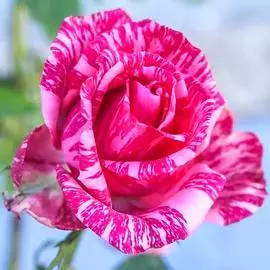 Роза чайно-гибридная Пинк Интуишн