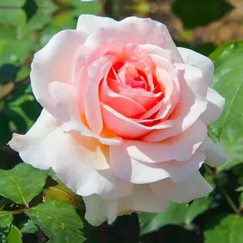 Роза чайно-гибридная Роберто Капуччи