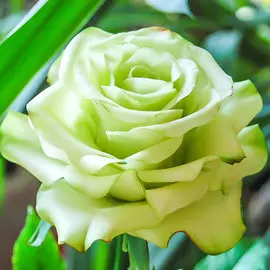 Роза чайно-гибридная Супер Грин