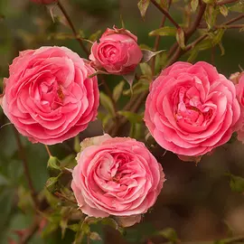 Роза флорибунда Аллюр Винтер Джевел