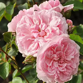 Роза флорибунда Блаш Аллюр Винтер