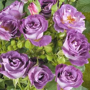 Роза флорибунда Блю фо Ю