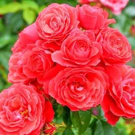 Роза флорибунда Черри Герл