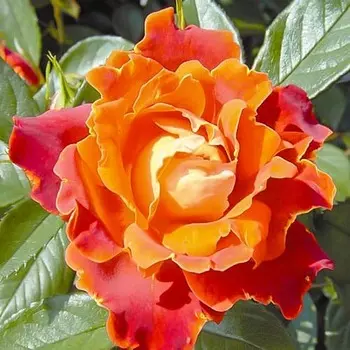 Роза флорибунда Чоколэйт Раффлс