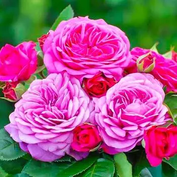 Роза флорибунда Хайди Клум