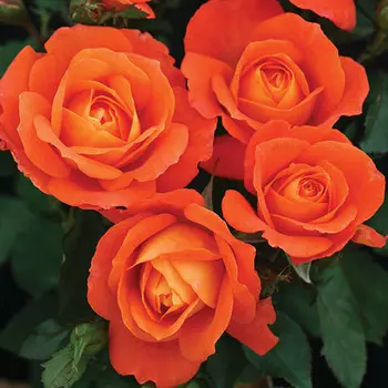 Роза флорибунда Супер Трупер