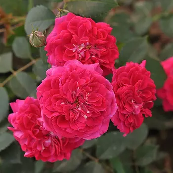 Роза парковая Кримсон Винтер Джевел