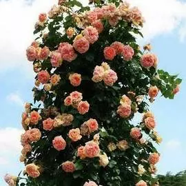 Яблоня колоновидная Президент