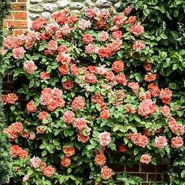 Яблоня колоновидная Медок