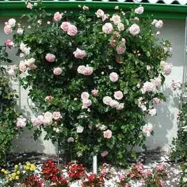 Роза плетистая Амаретто