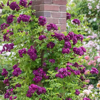 Роза плетистая Блю Маджента