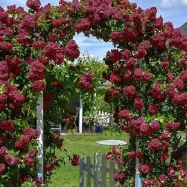 Гортензия крупнолистная Пинк