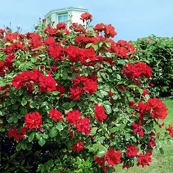 Роза плетистая Дон Жуан