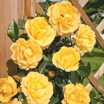 Роза плетистая Голд Фасад