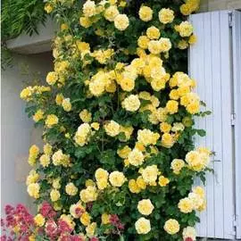 Ежевика Навахо