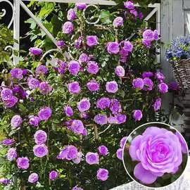 Штамбовая малина Таруса