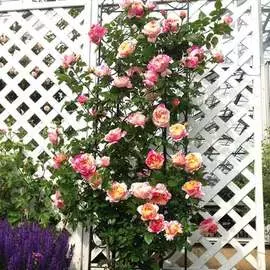 Роза плетистая Импрессионист