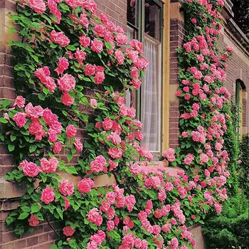 Роза плетистая Корал Доун