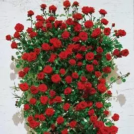 Клубника (крупная земляника) Элеганс