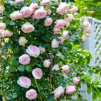 Роза плетистая Пьер де Ронсар