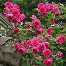 Осока бушанана Ред Рустер, семена