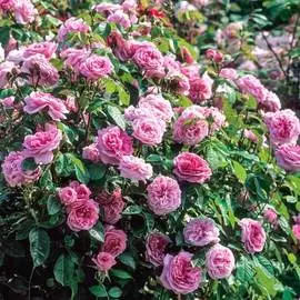 Роза плетистая Пинк Симфони