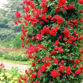 Роза плетистая Пол Скарлет