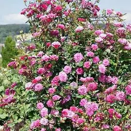 Суперпредложение! Комплект ягод Вкус детства из 9-ти саженцев