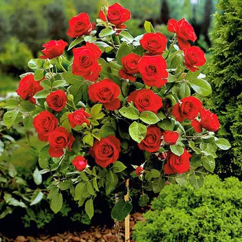 Роза штамбовая красная